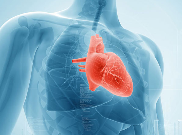 cardiology-human heart