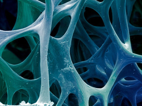 Bone tissue