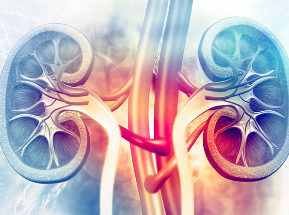 Kidney