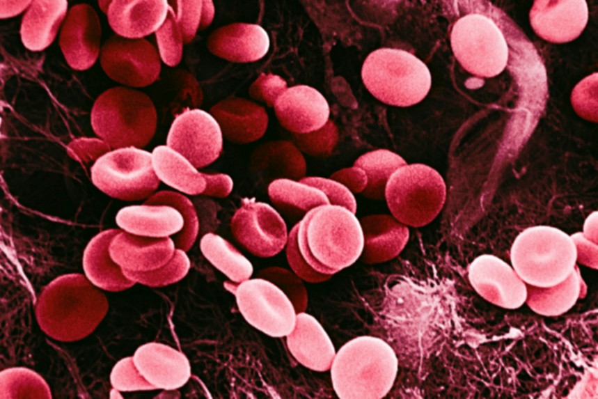 Red blood cells