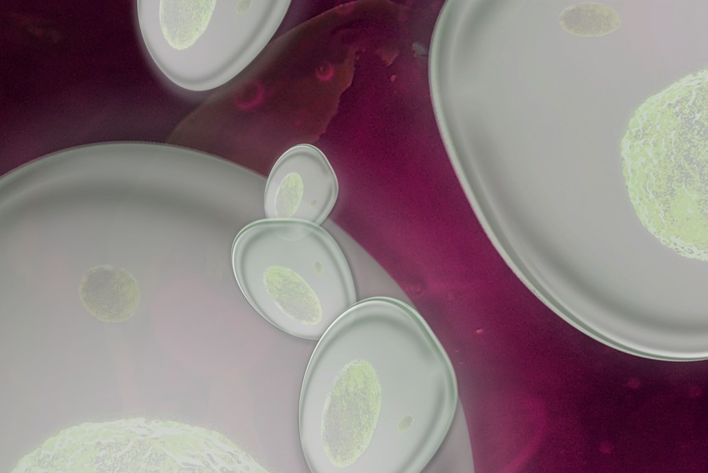 White blood cells